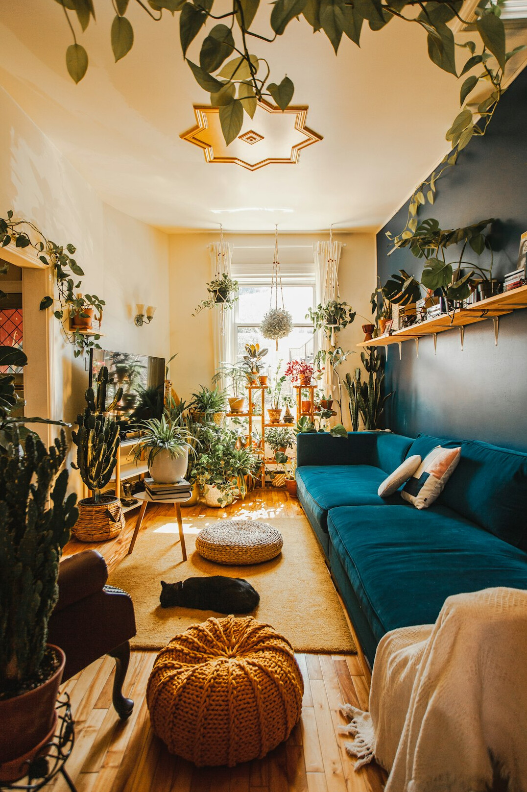 tidy living room with plants